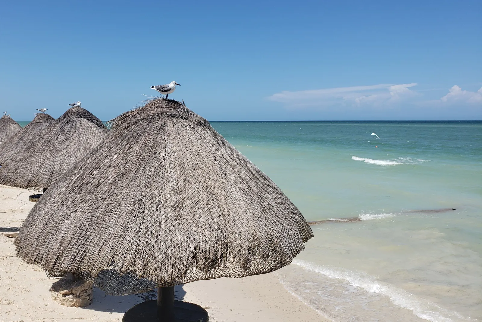 Thatched beach umbrellas with seagulls perched on top, on white sand beside turquoise water